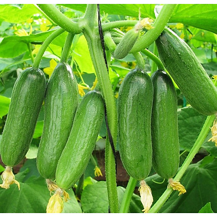 Hạt giống Dưa Chuột không hạt