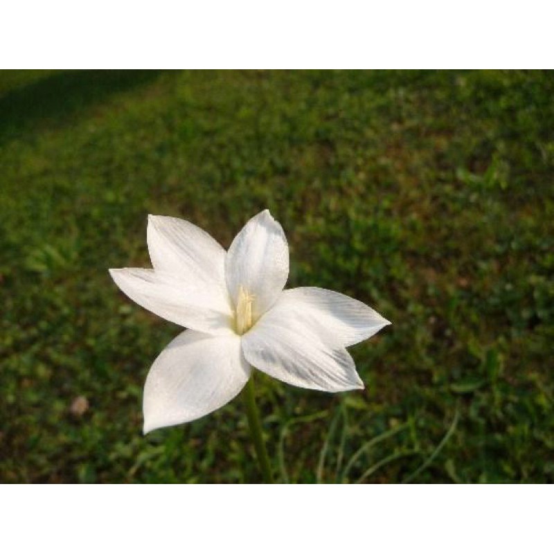Củ huệ mưa ngoại Traubii thơm chuẩn mặt hoa