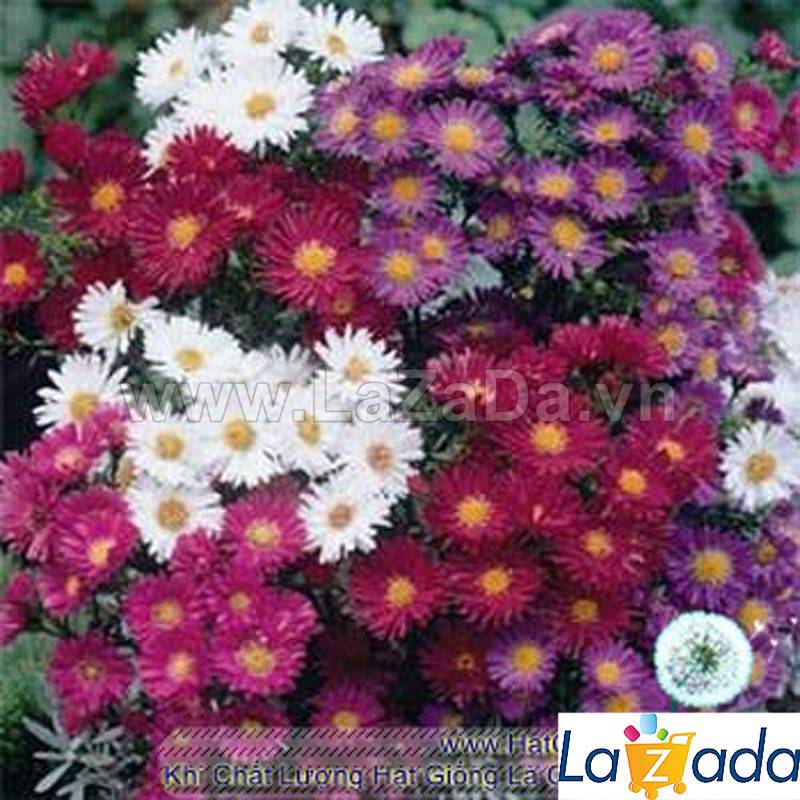 50h Hạt Giống Cúc Thạch Thảo Mix Màu (TLB2| -KD: B1*V52*M230)