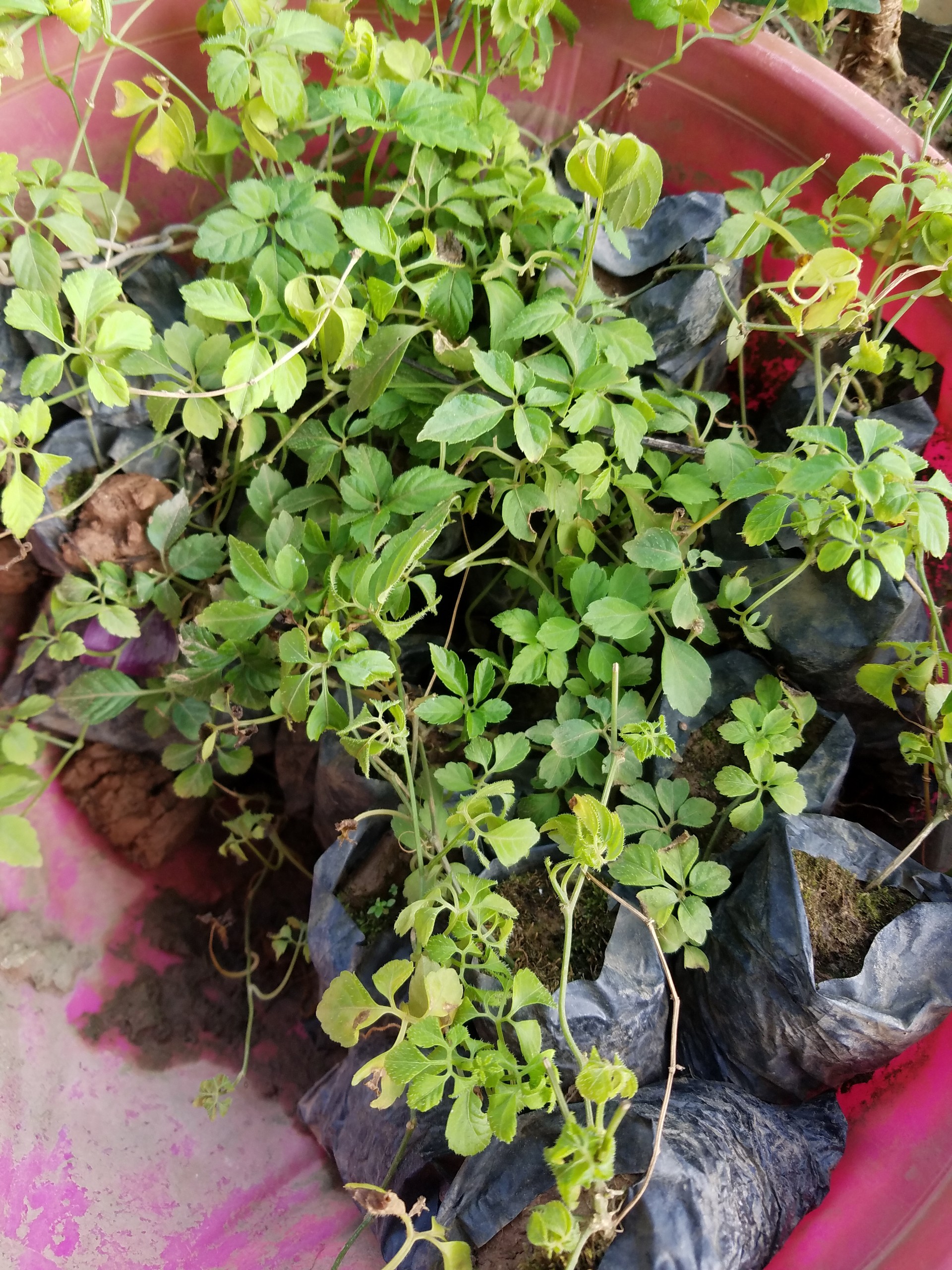 Giảo cổ lam 5 lá chuẩn