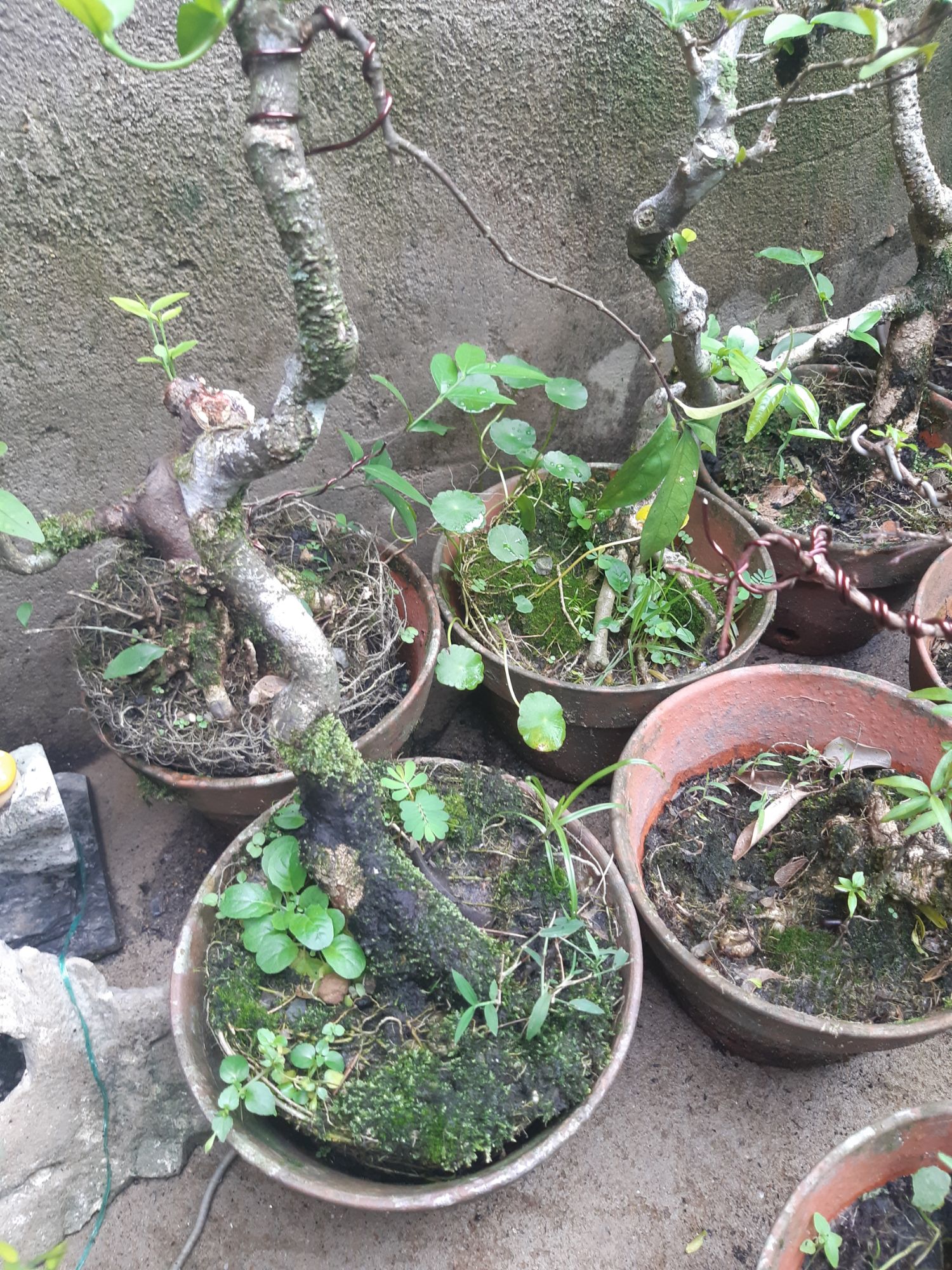phôi mai chiếu thủy gân