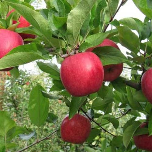 Hạt Giống Táo Lùn Đỏ F1. Túi 10 Hạt Chất Lượng Tốt - Giá Ưu Đãi.