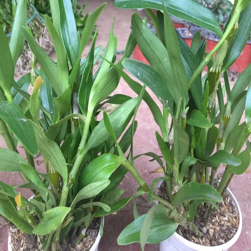 Lan đùi gà bó hàng giống chuẩn đẹp