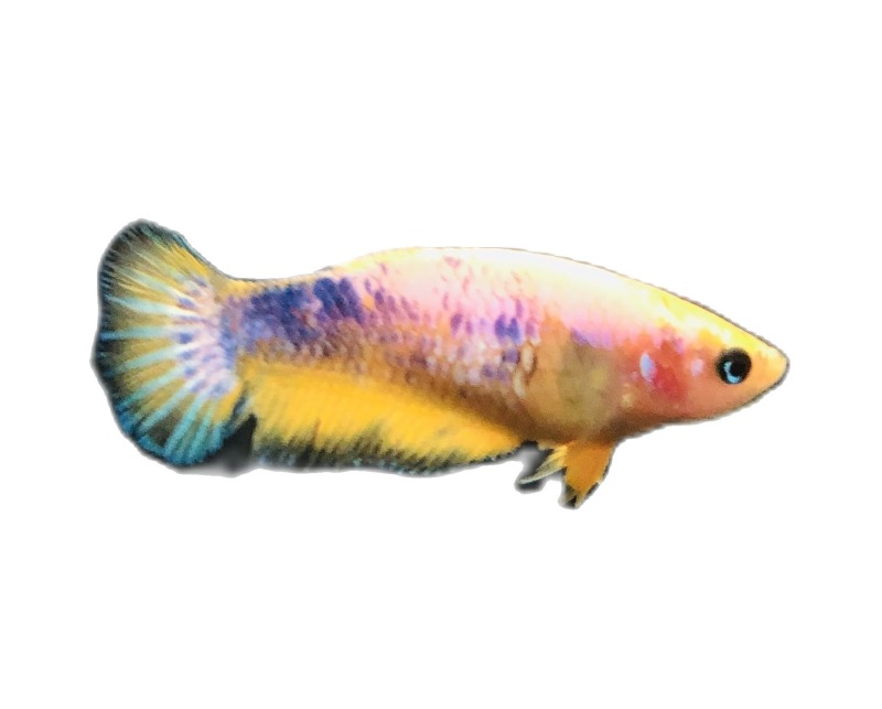 BETTA FANCY YELLOW ( mái tơ )