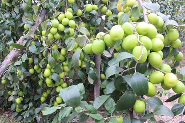 cây giống táo thái