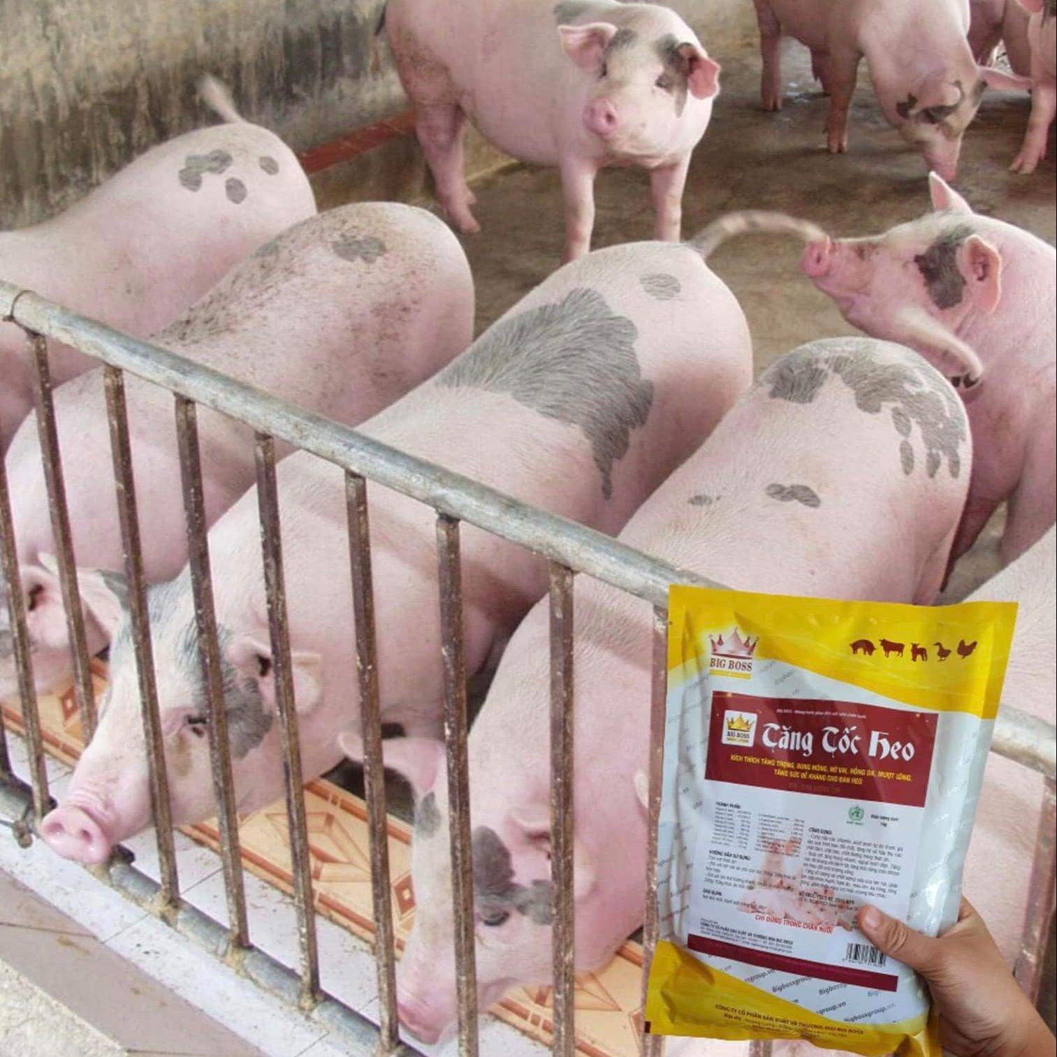TĂNG TỐC HEO (Hàng chuẩn công ty)