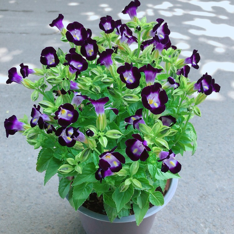 Hoa ban sê tím và hồng