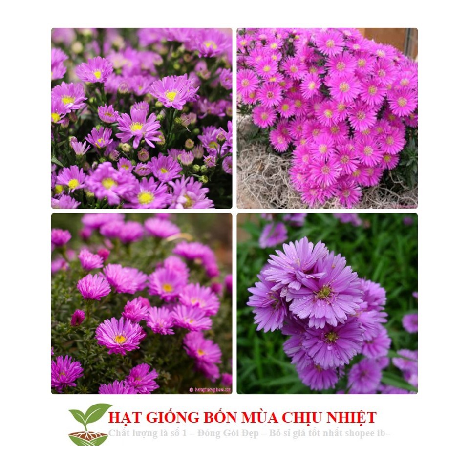 MJ51 Hạt Giống Hoa Thạch Thảo Lùn Mix 50 Hạt