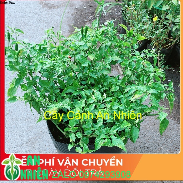[HCM]Bụi Ớt Hiểm