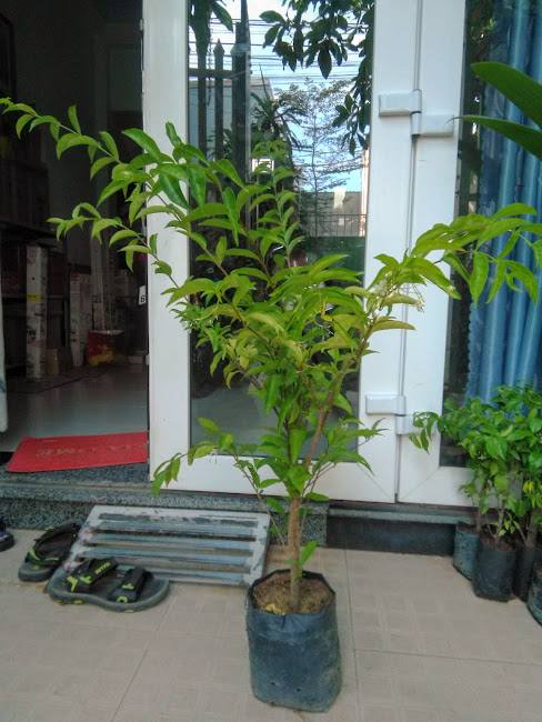 Cây mai chiếu thủy - lá lớn, cao khoảng 0.8m