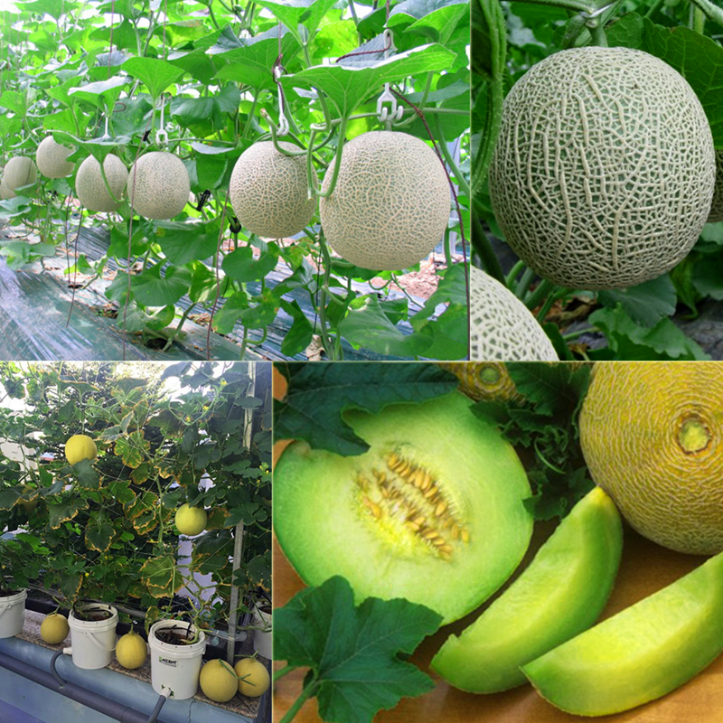 Hạt giống dưa lưới da xanh - ( Gói 10 hạt Tặng gói kích thích hạt nảy mầm )