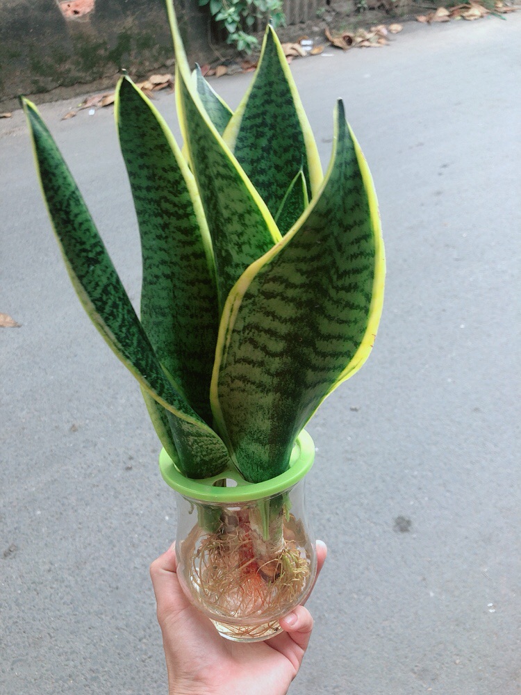 [HCM]Chậu Lưỡi Hổ Vàng Thuỷ Canh