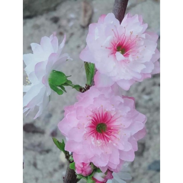 Nhất chi mai cây giống
