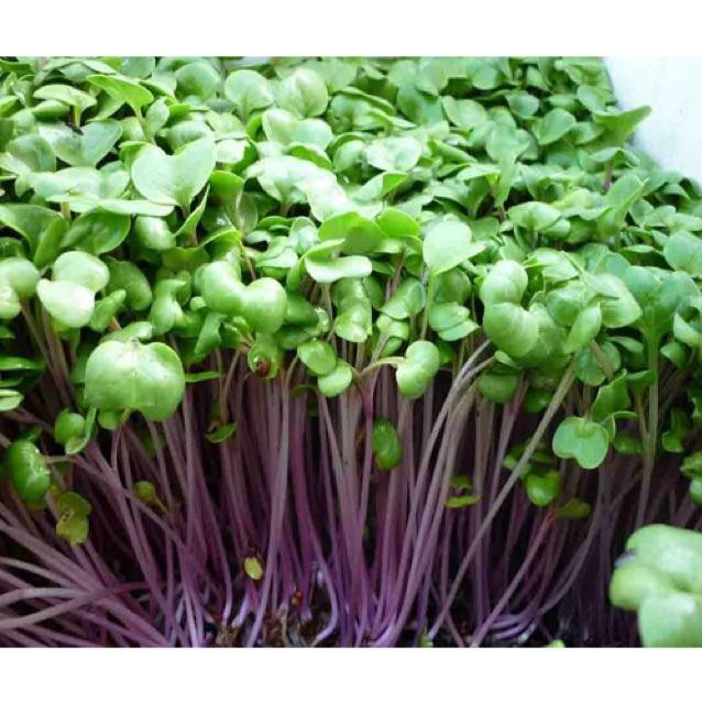 Hạt giống Rau mầm củ cải đỏ - 50g