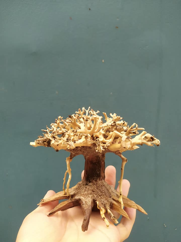 LŨA BONSAI MINI KÍCH THƯỚC 12X15 VÀ 15X20 CHO HỒ THUỶ SINH (Hồ < 40cm)