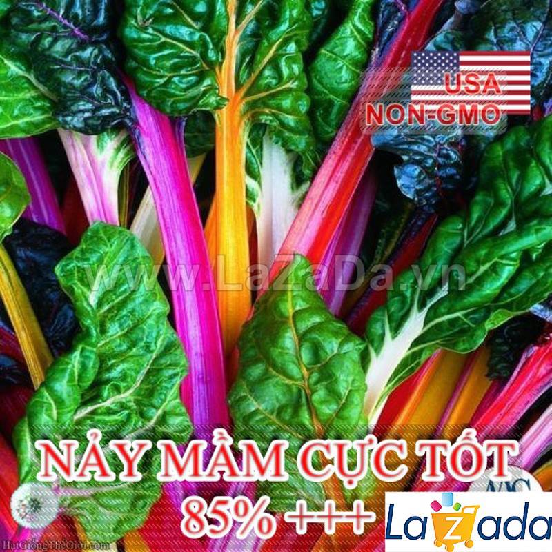 1KG Hạt Giống Cải Cầu Vồng (| Z3*X45)