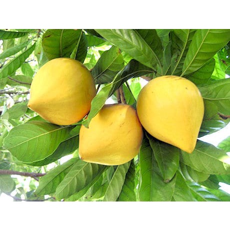 Cây trứng gà (lêkima) giống chuẩn cao sản