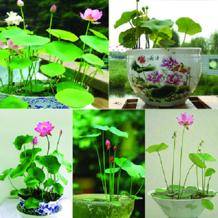 Hạt giống Sen Nhật mini - 10 hạt