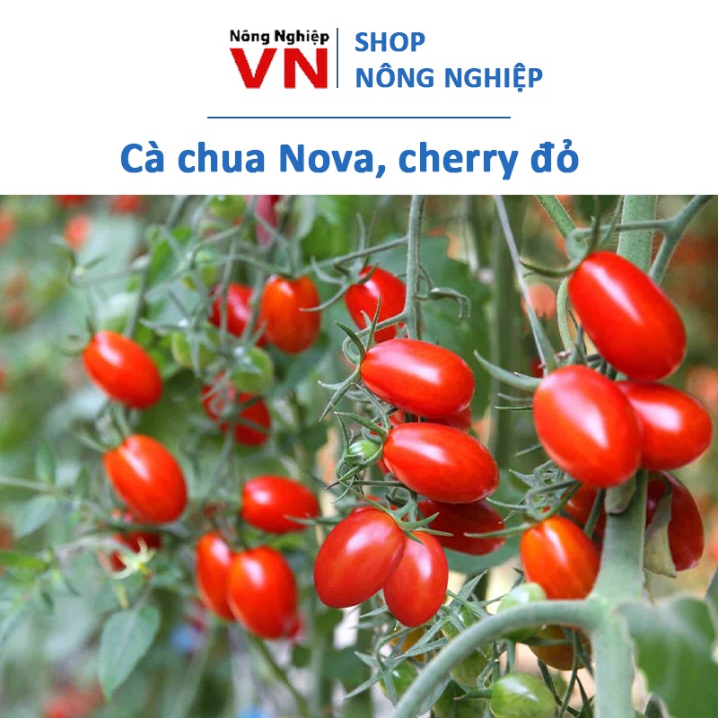 20H - Hạt giống cà chua Nova, cherry đỏ