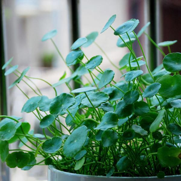 [3 packs] - Hydrocotyle Verticillata Seeds