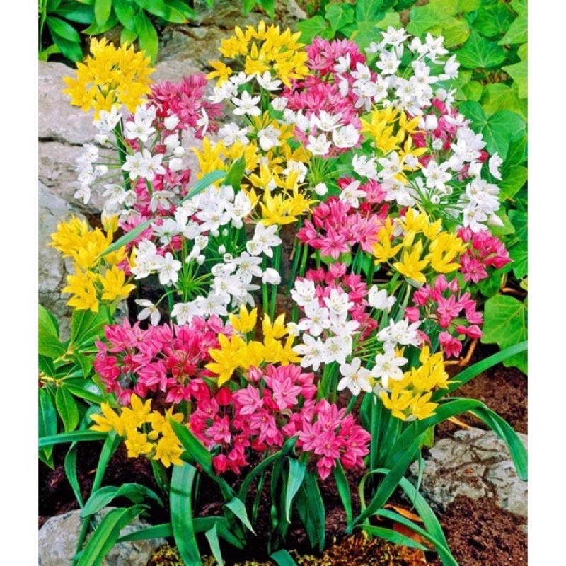 củ hoa alium(1 củ)