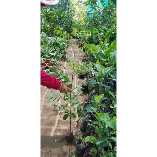 combo 3 cây giống lá mắc mật cao 50 đến 70cm