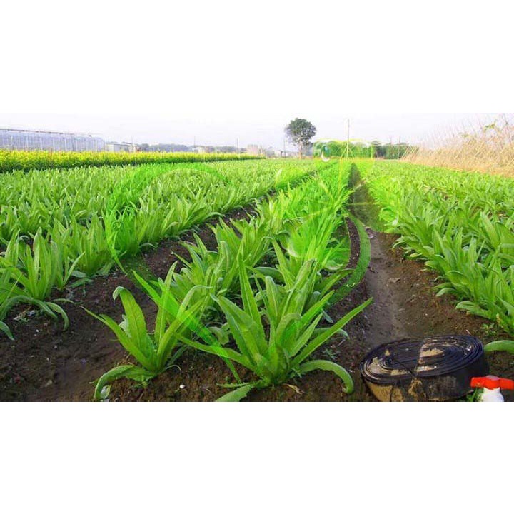 Hạt giống rau cải NHÍP - gói 10 gram