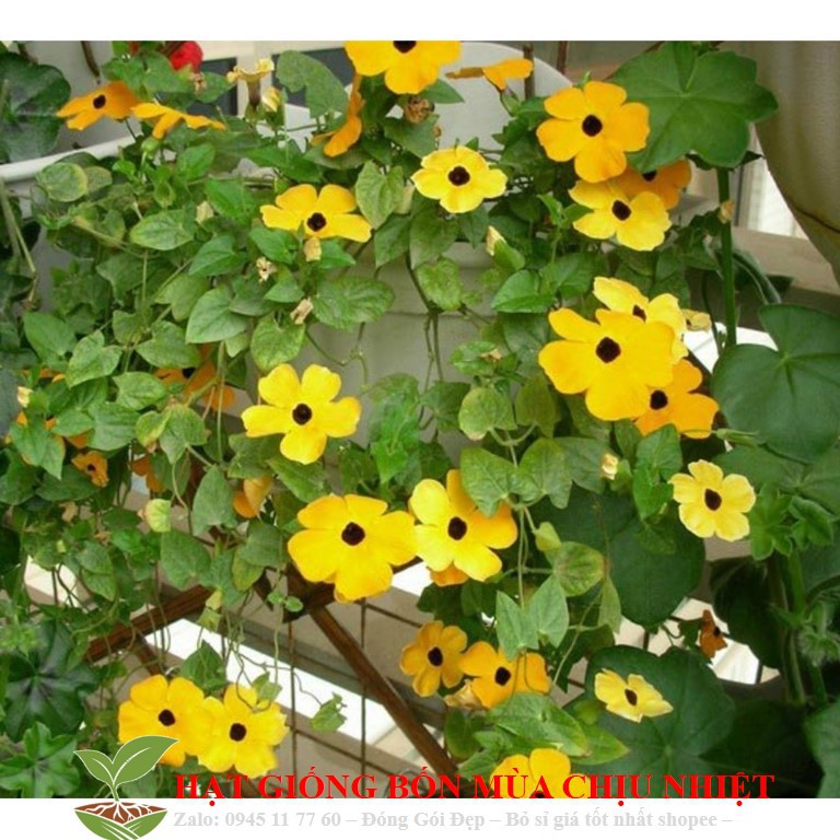 MJ101 Hạt giống hoa Ánh Dương (mắt huyền) 4 Hạt