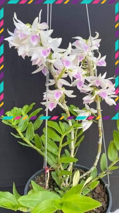 Hoa Lan phi điệp (1 bó 10 thân đủ màu)