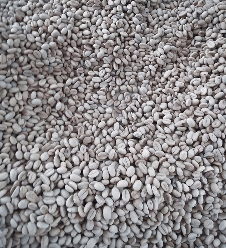 1 KG Hạt giống Cây Cà Phê TR4 [ hạt tuyển chọn, tỷ lệ nảy mầm cao ]