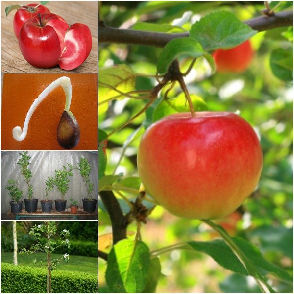 Hạt Giống Táo Đỏ Mỹ Lùn " 10 hạt "