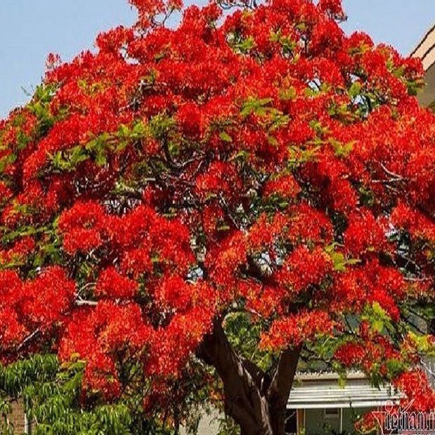 Hạt giống hoa phượng đỏ dể trồng/gói 5 hạt