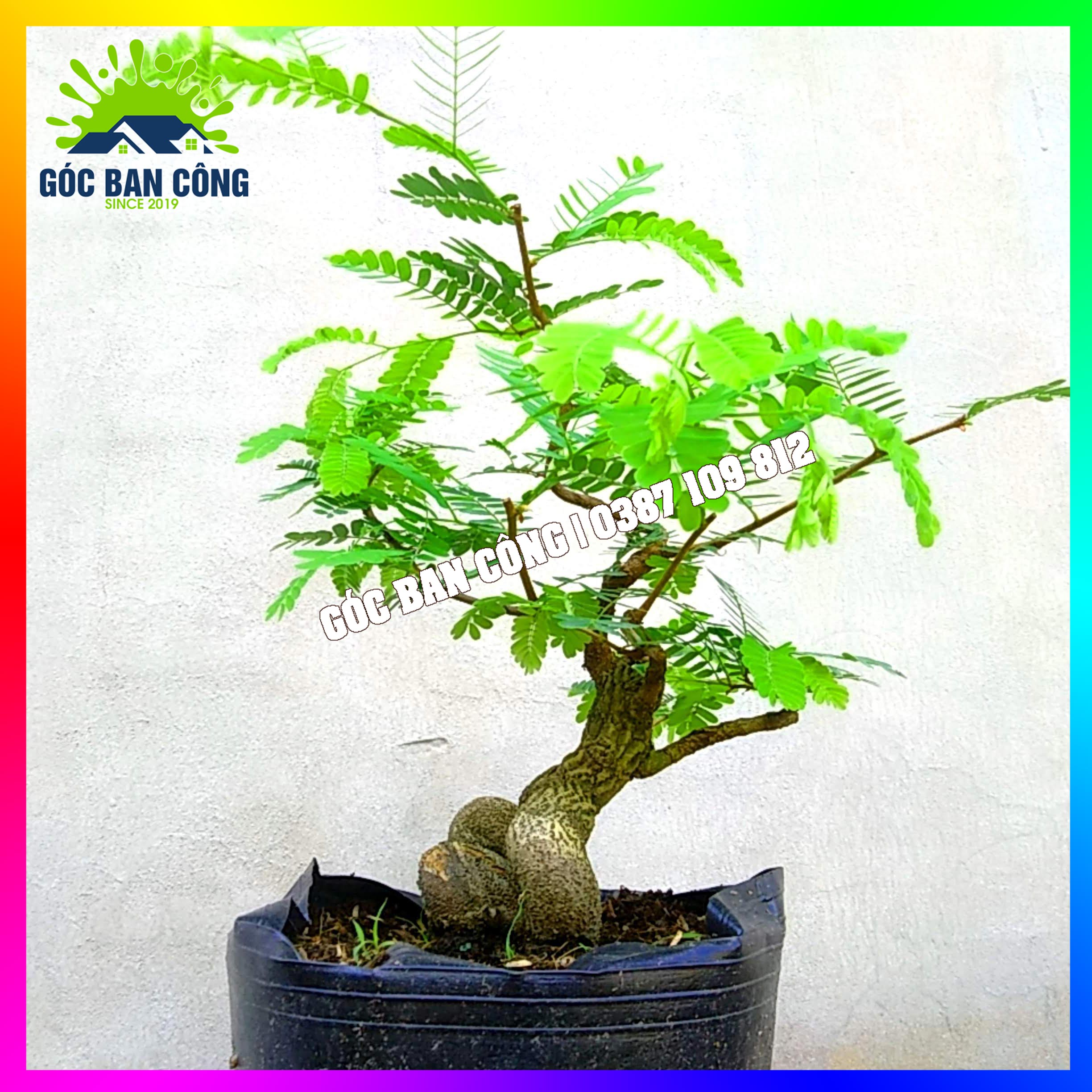 Cây Me Bonsai Mini - MCBS05
