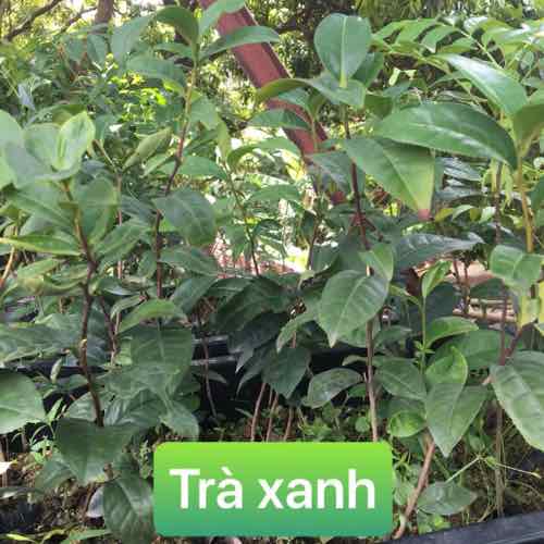 Cây Trà xanh - Chè Xanh + Tặng 2 Cây Quế Giống
