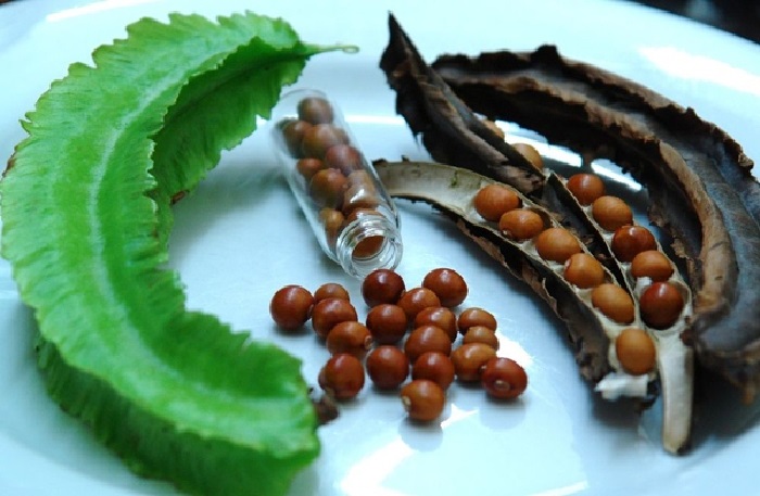 Hạt giống đậu rồng( đỗ khế) tứ quý