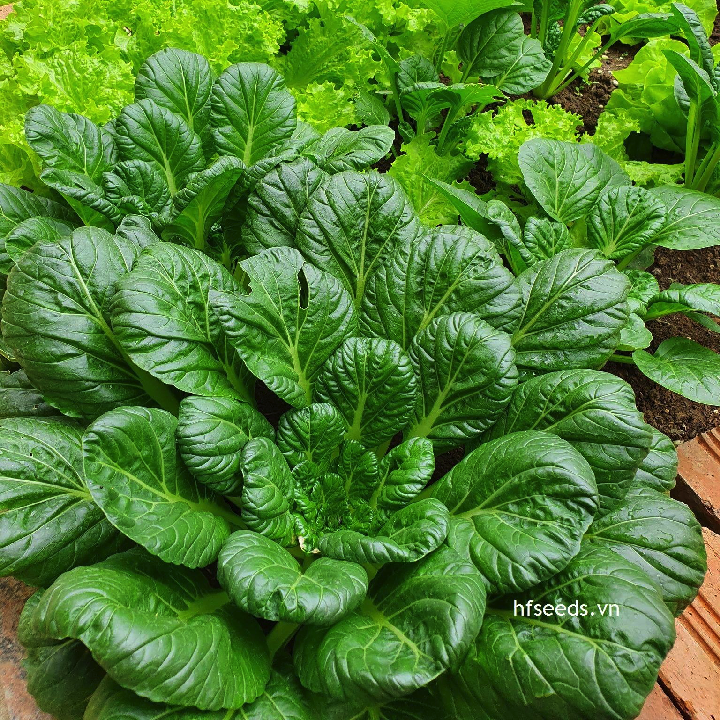 Gói 2 gram hạt giống cải hoa hồng Tatsoi - hạt giống hữu cơ Mỹ