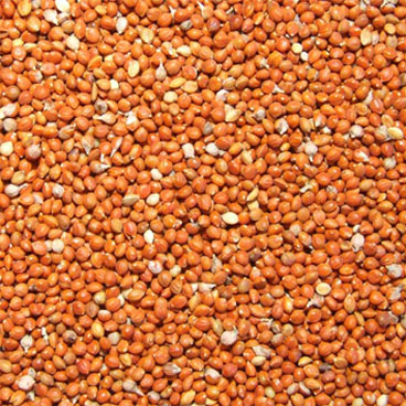 Hạt kê đỏ nhỏ gói 500g