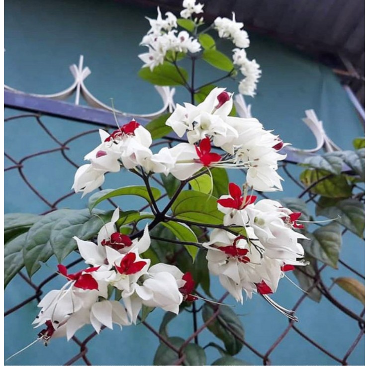 Cây Ngọc Nữ - Cây cảnh sân vườn - caykiengsadec