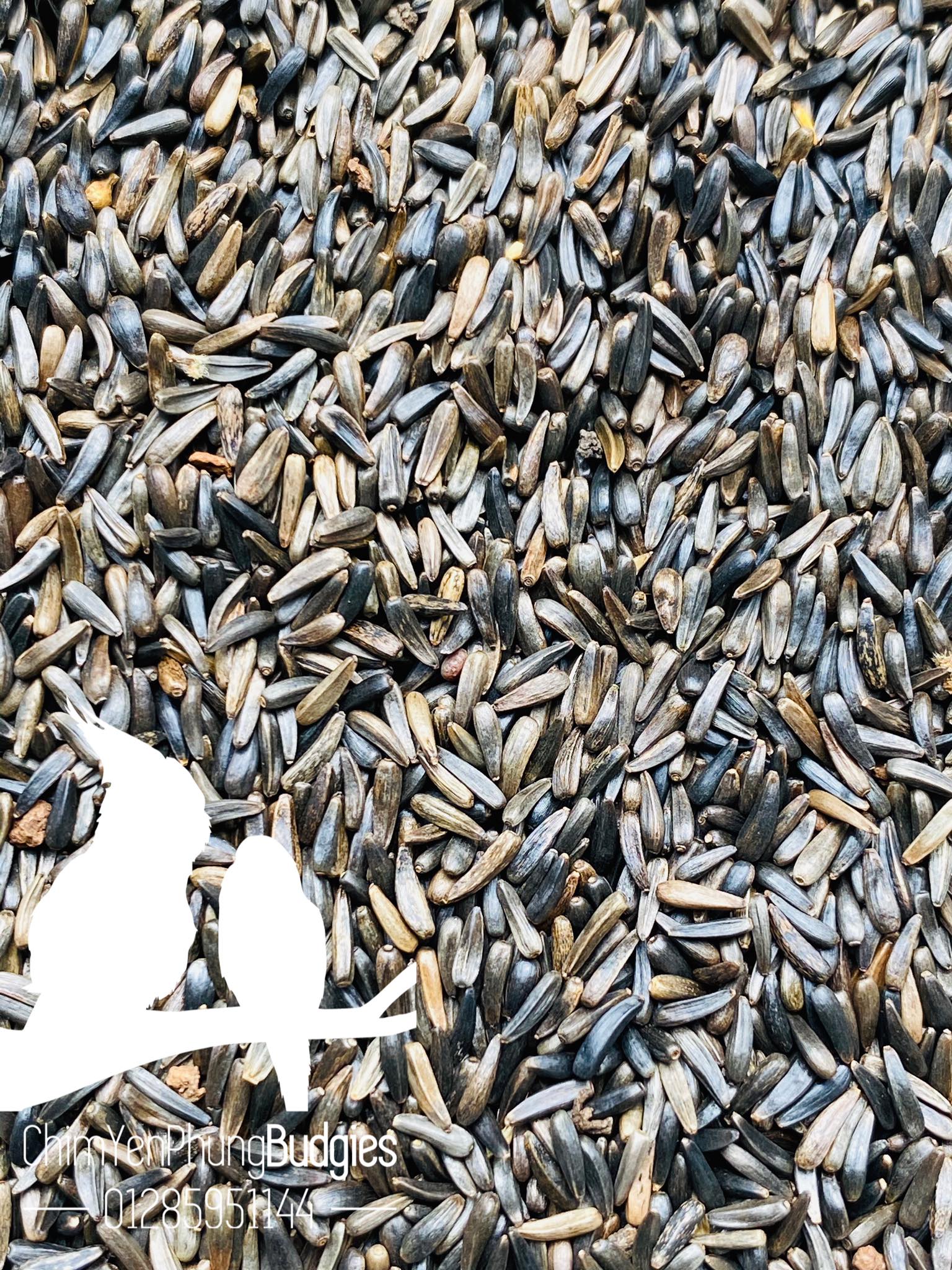 500gram hạt Niger (Niger Seed) cho Yến Hót, Chim Cảnh.