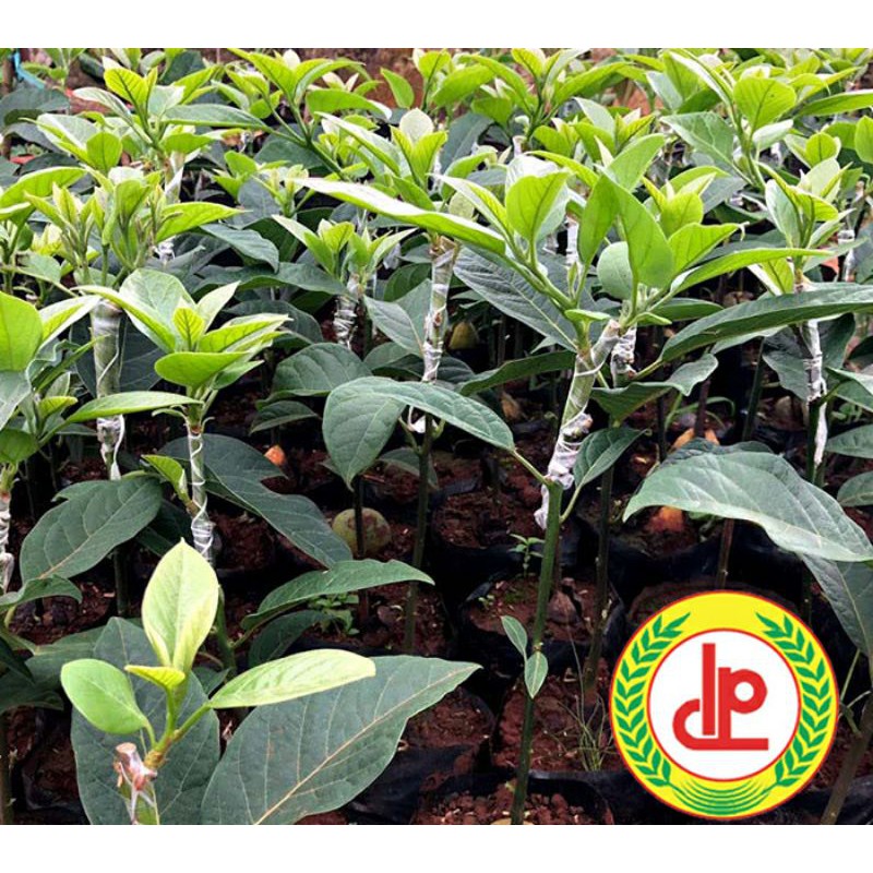 CÂY BƠ 034 GIỐNG (2 NĂM CHO TRÁI)