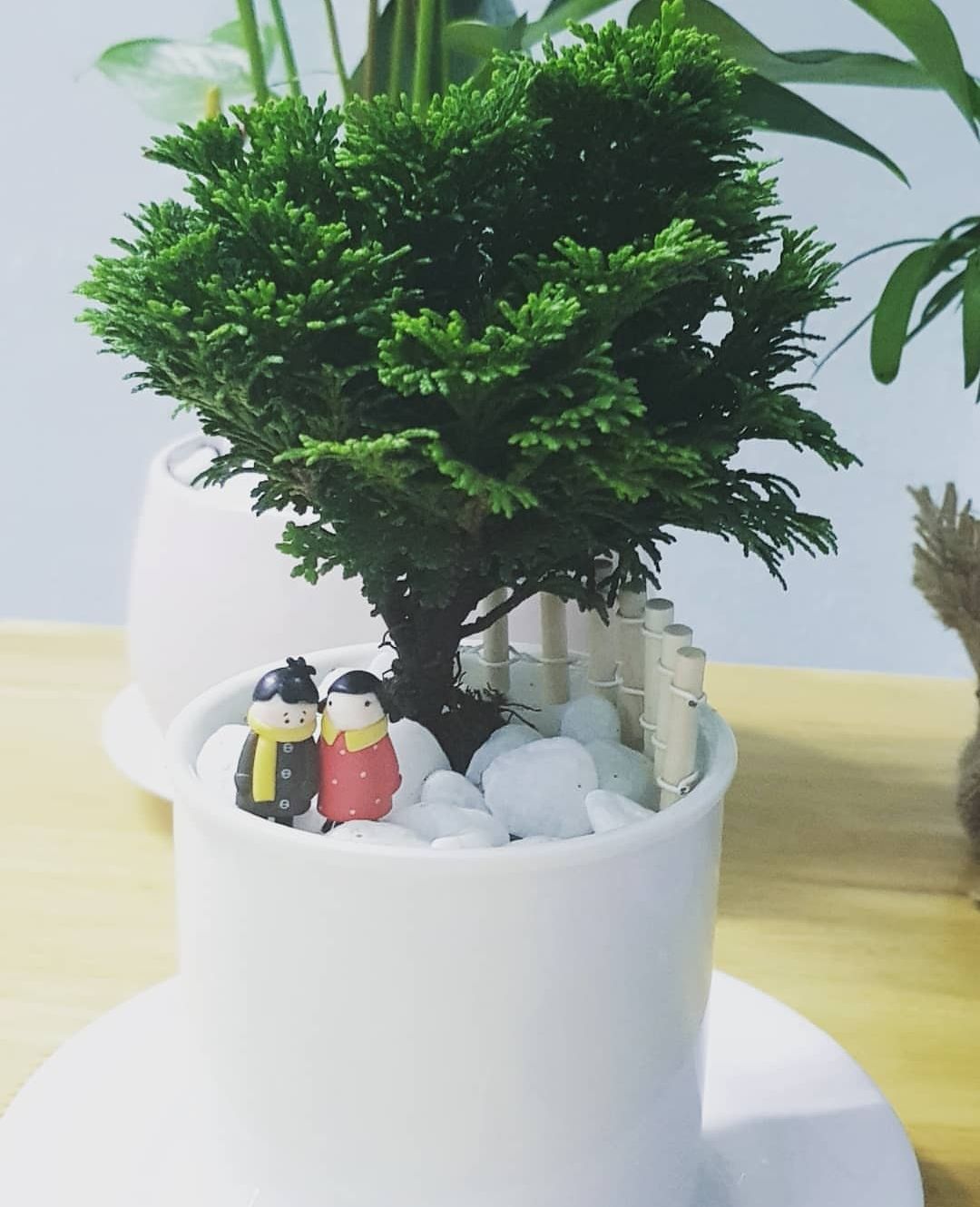 tùng trác xoắn