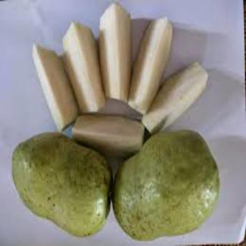 CÂY ỔI KHÔNG HẠT