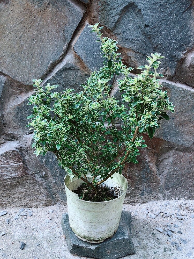 Cây Bạch Tuyết Mai