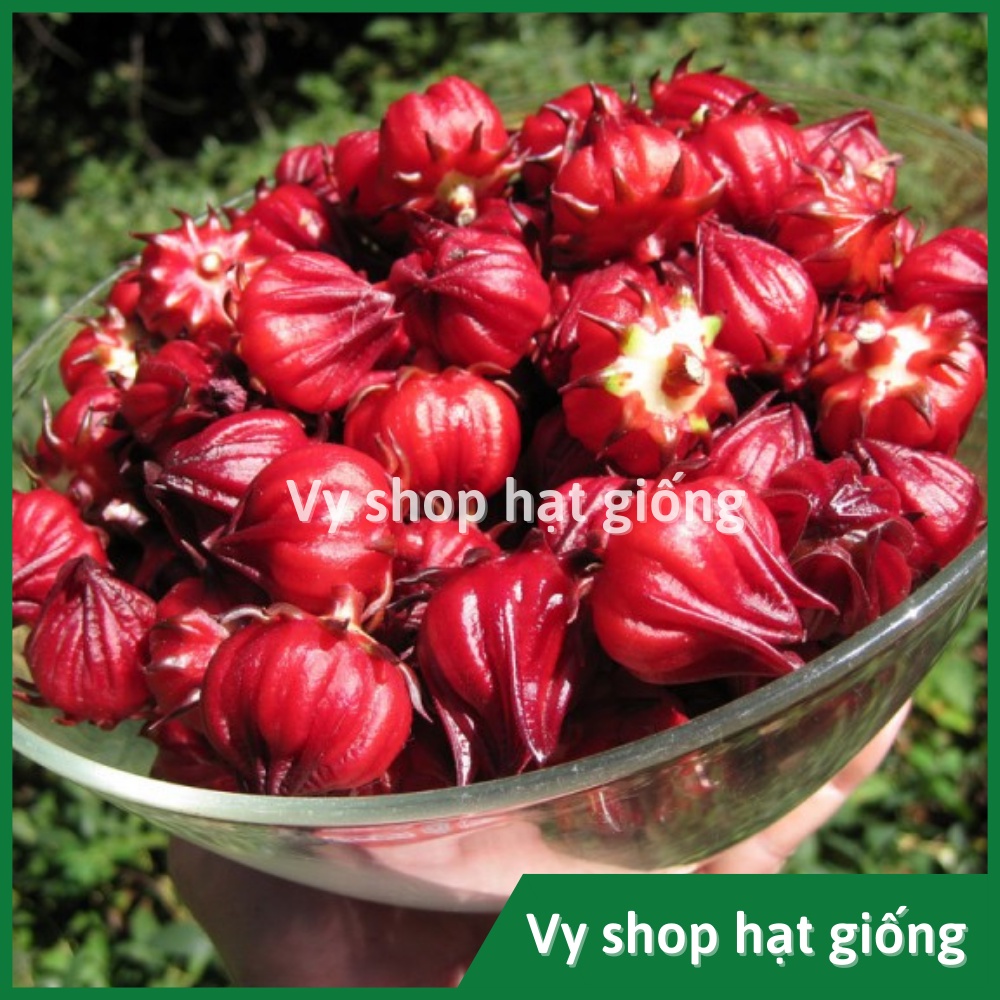 Hạt giống bụp giấm (atiso đỏ) gói 230 hạt
