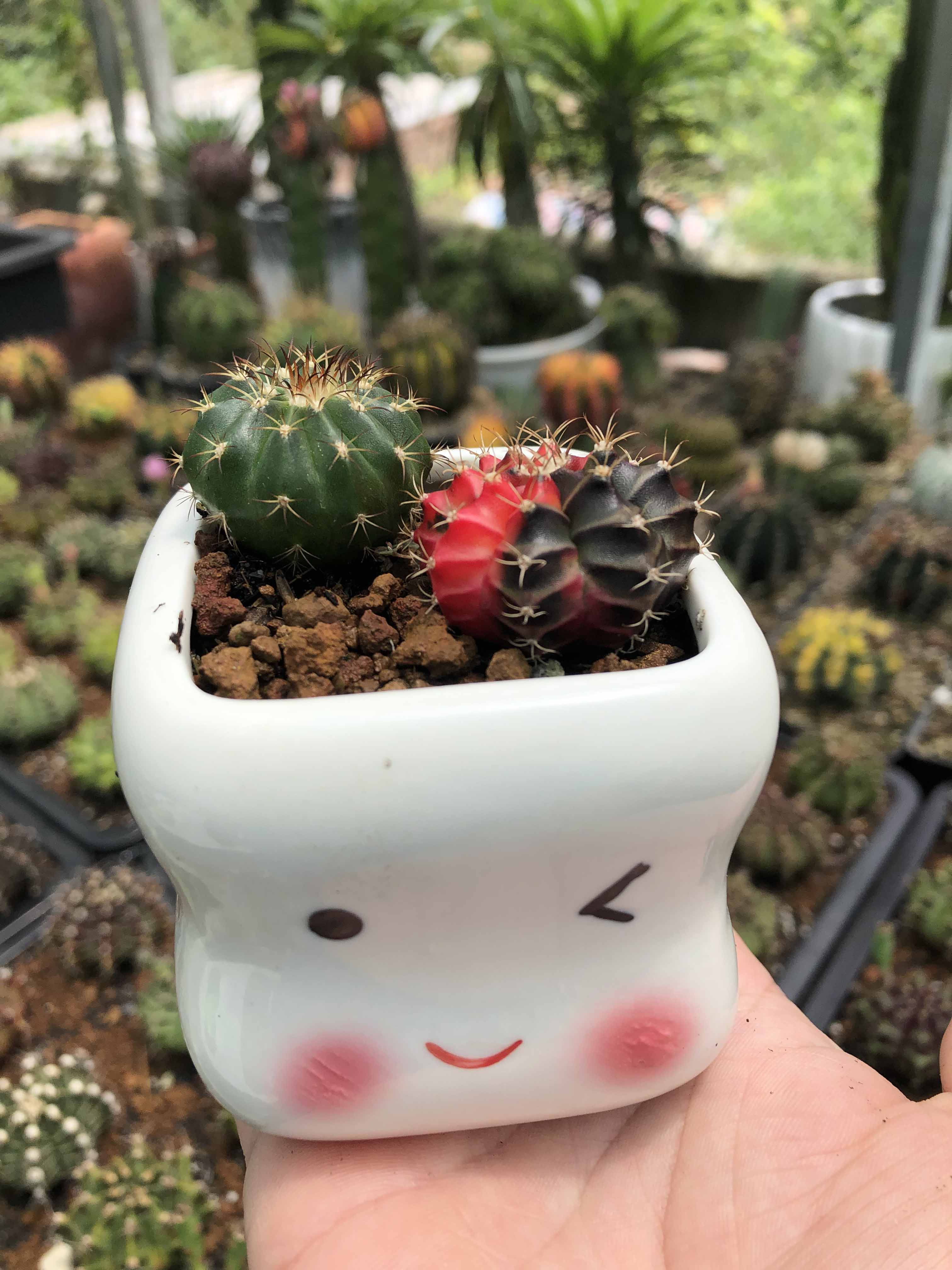 Xương rồng Melo gieo hạt