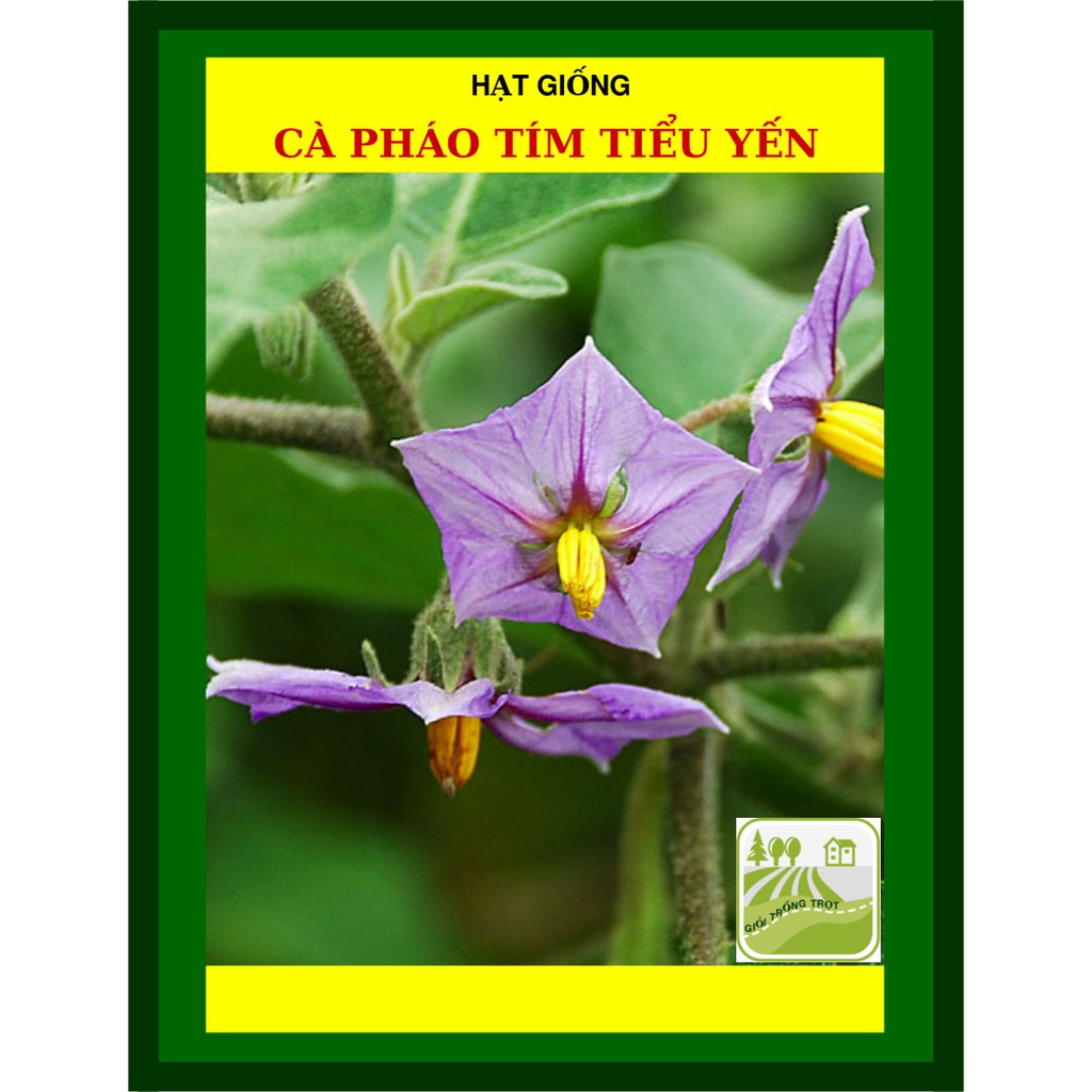 1G - Hạt Giống Cà Pháo Tím Tiểu Yến