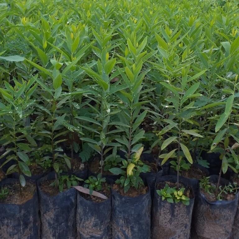 Cây giống Đàn Hương trắng Ấn Độ. [ DÒNG F1, TRỒNG LẤY GỖ, CÂY ĐẸP ]