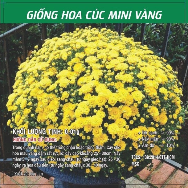 Hạt giống hoa cúc mini vàng
