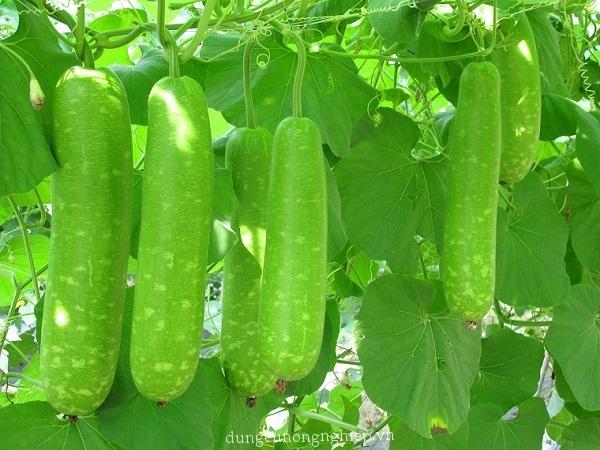 Hạt giống bầu sao trái ngắn cao sản