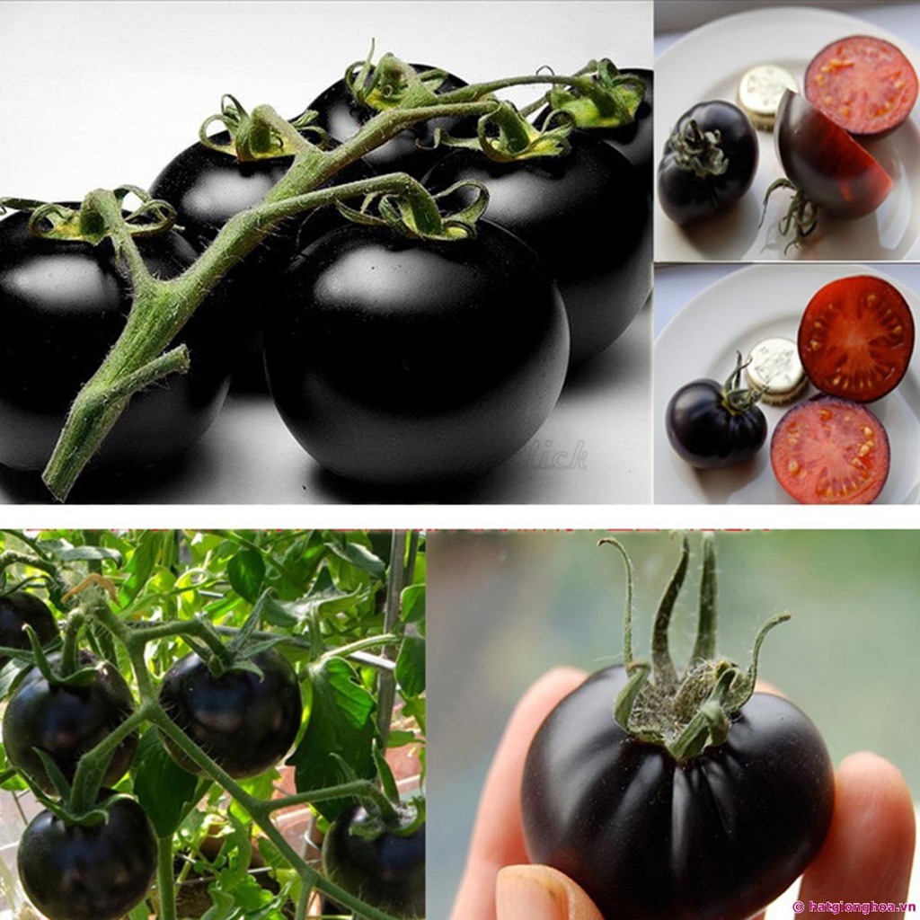 Hạt giống cà chua bi đen năng suất gói 10 hạt
